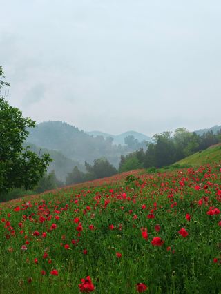 5월 1일 연휴에 보물을 만나다! 낙양의 숨겨진 비경, 애화 소도시 너무 아름다워요