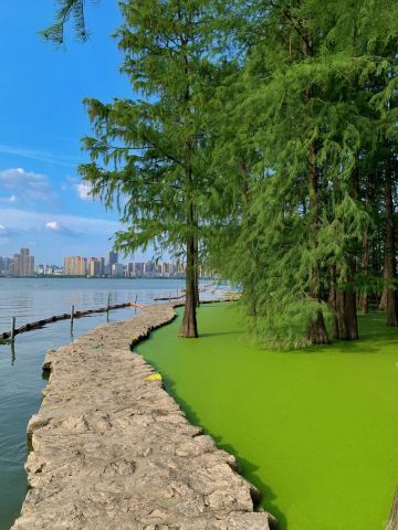 No need to go to Qingshan Lake in Hangzhou, Wuhan has its own