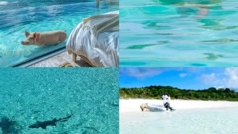 A day tour to Pig Island in the Bahamas: the swimming pigs are incredibly heartwarming — traveler post in Exuma