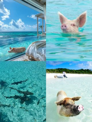 A day tour to Pig Island in the Bahamas: the swimming pigs are incredibly heartwarming