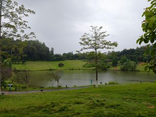 Guangdong Dawangshan National Forest Park is located northeast of Ducheng Town, Yunan County, the hometown of seedless wampee in northwest Guangdong. It covers an area of 1,213.15