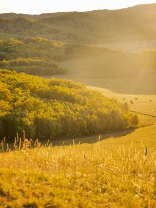 [Step into a golden fairy tale | Ulan Butong European-style grassland hiking