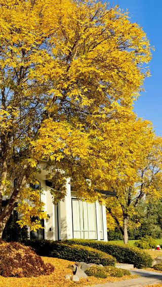  バンクーバー紅葉狩り④｜リッチモンドの絶景黄金ロード