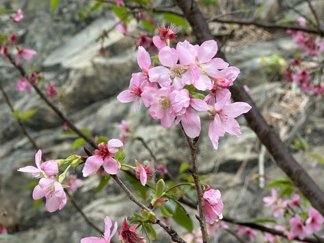 本地遊 | 東涌 | 捉緊櫻花園廣州櫻的尾巴