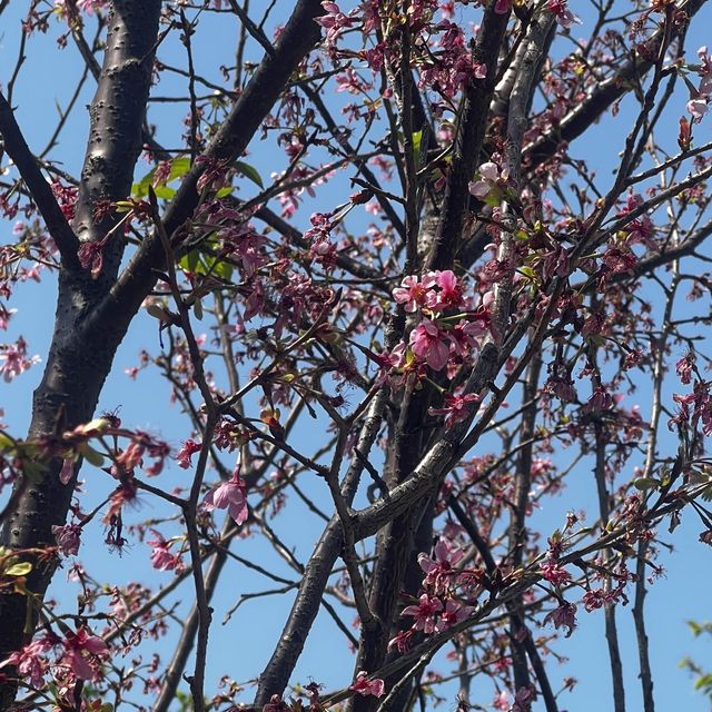 香港小日本🇯🇵櫻花園