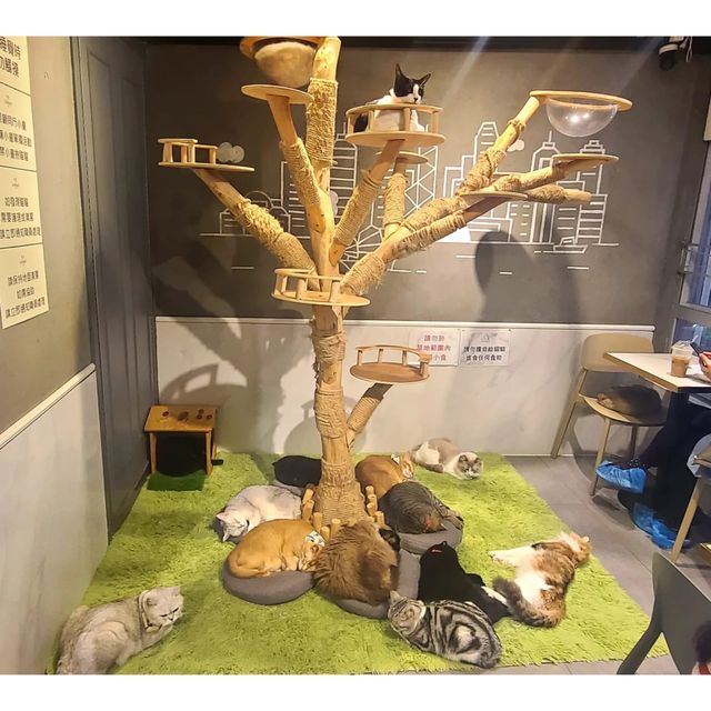 貓奴必到天堂 香港旺角 Urban cafe