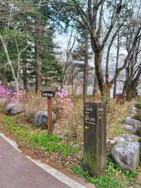 봄날을 만끽하는 예쁜 봄꽃들이 모여 있는 운문사🌸