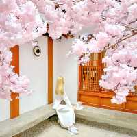ซากุระเวียดนาม! สีชมพู สดใส มาอัพเดทรูปกัน