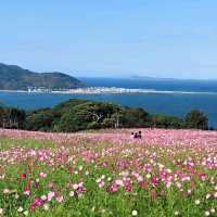 Nokonoshima Island Park เกาะดอกไม้แห่งFukuoka