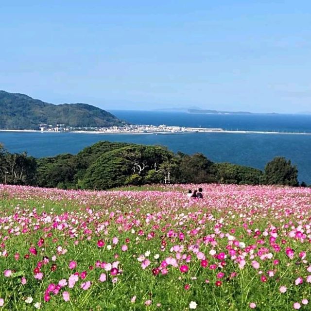 Nokonoshima Island Park เกาะดอกไม้แห่งFukuoka