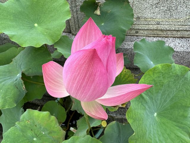 香港遊 | 大嶼山 | 寶蓮禪寺 | 香港荷花節 (上)