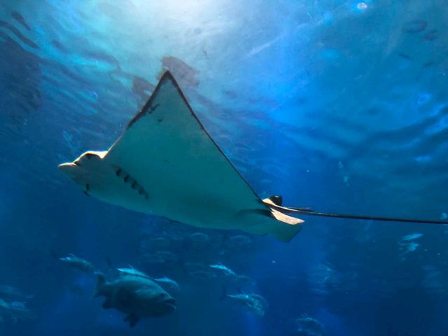 🐬海洋生物全接觸 ｜親親魟魚 - 大阪海遊館