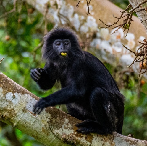 Black Monkey Forest | Trip.com