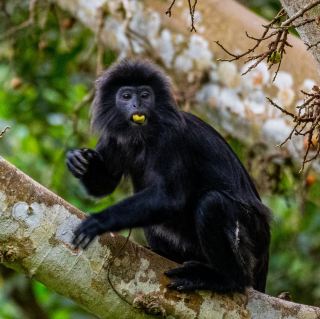 Hutan Monyet Hitam