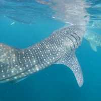 Oslob ~ swim with whale shark 