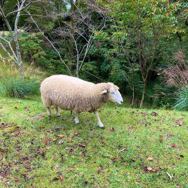 シープドッグショーの牧羊犬ソフィちゃんの働きぶりがすごすぎる六甲山牧場の【南エリア】