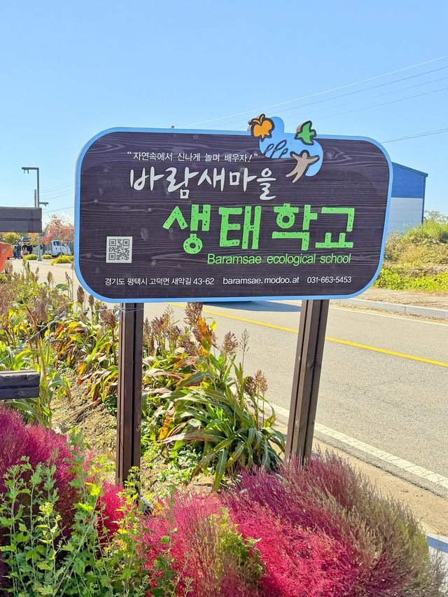 평택 바람새마을 핑크뮬리축제