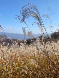 [경기도] 포천 억새밭이 가득한 명성산🏔️