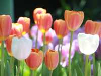 Miracle of Natural สวนดอกไม้เมืองหนาว 🌸🌹🌻💐