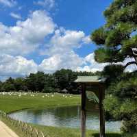 岡山後樂園🏖️禪意庭園中的大自然冥想 🌸🍃