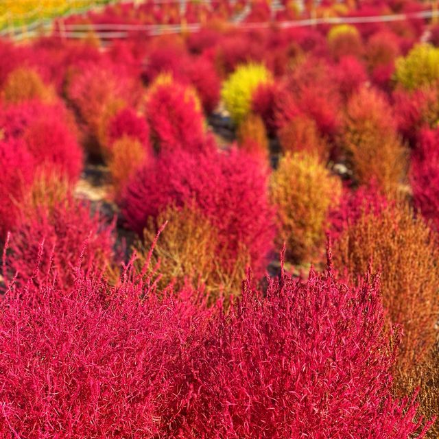 Free Park in Seoul during Autumn for 🍁🍂