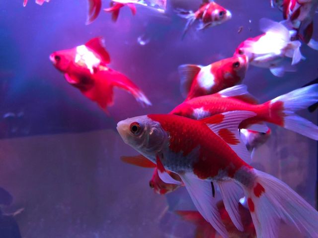 アートアクアリウム美術館
