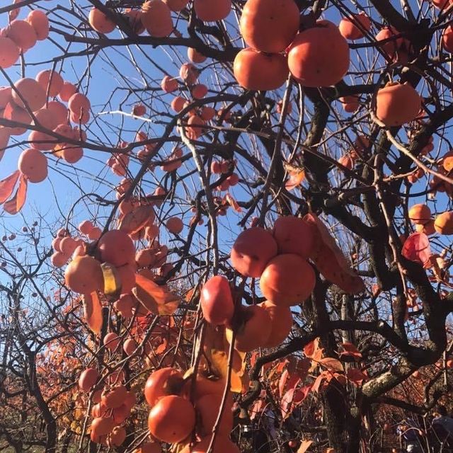 伯斯景點丨季節限定！金黃色大道柿子園Raeburn Orchards