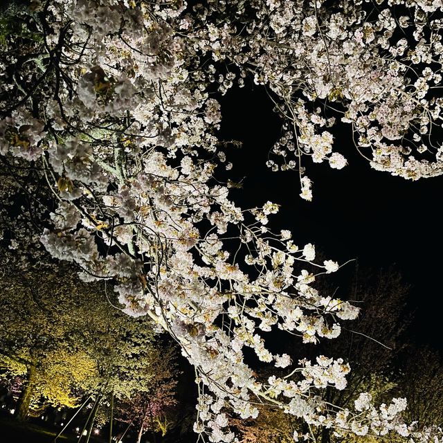 世界遺産【京都二条城桜まつり2023】素敵な桜のライトアップ✨