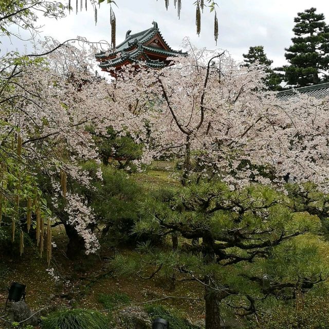  京都平安神宮八重紅枝垂櫻2023年4月6日