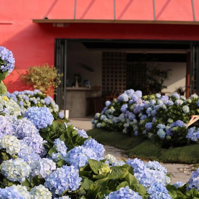 深圳藍色繡球花海