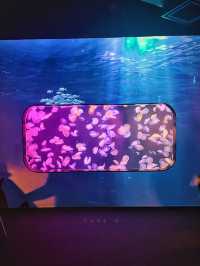 ◤與水母共進晚餐 浪漫海遊館之約！◥
