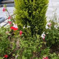 中之島バラ園、散り始めた薔薇も有り、それはそれで風情が有って良い。
