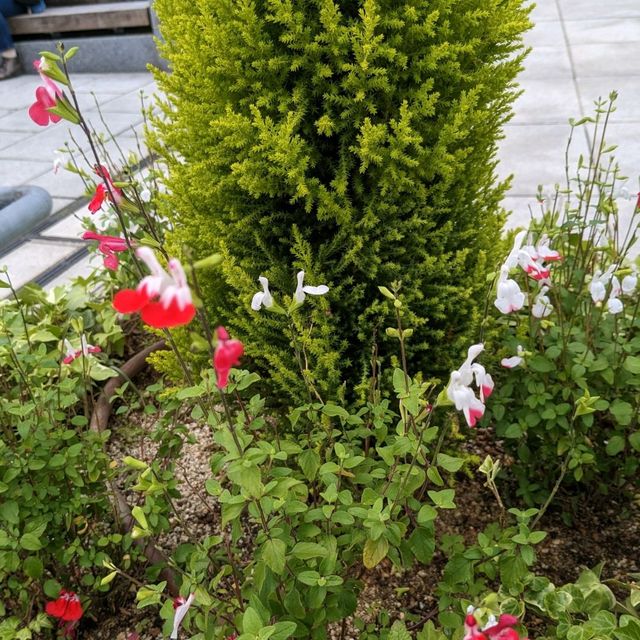中之島バラ園、散り始めた薔薇も有り、それはそれで風情が有って良い。
