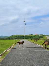 【与那国島】与那国馬に会いに行く