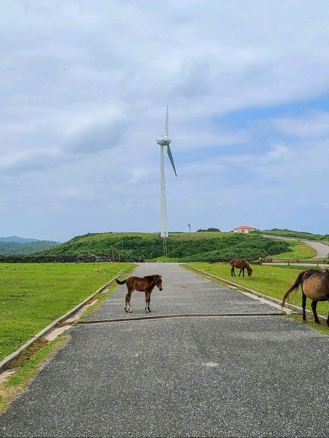 【与那国島】与那国馬に会いに行く