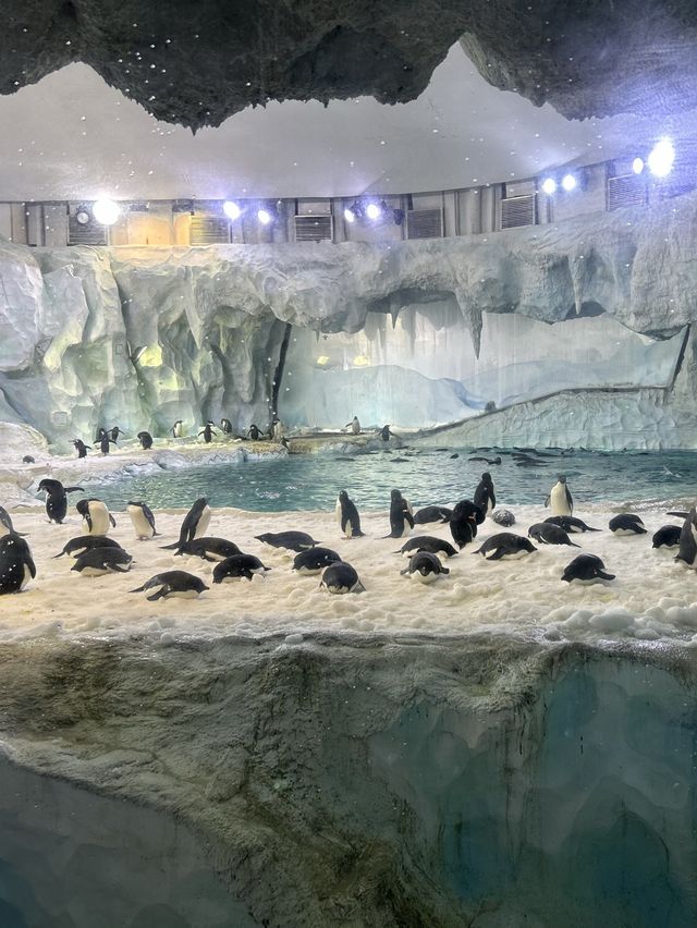 食住睇之長隆海洋之旅