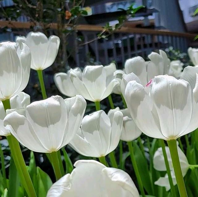 ชมดอกไม้เมืองหนาวที่ระยอง Miracle of Nature 2566