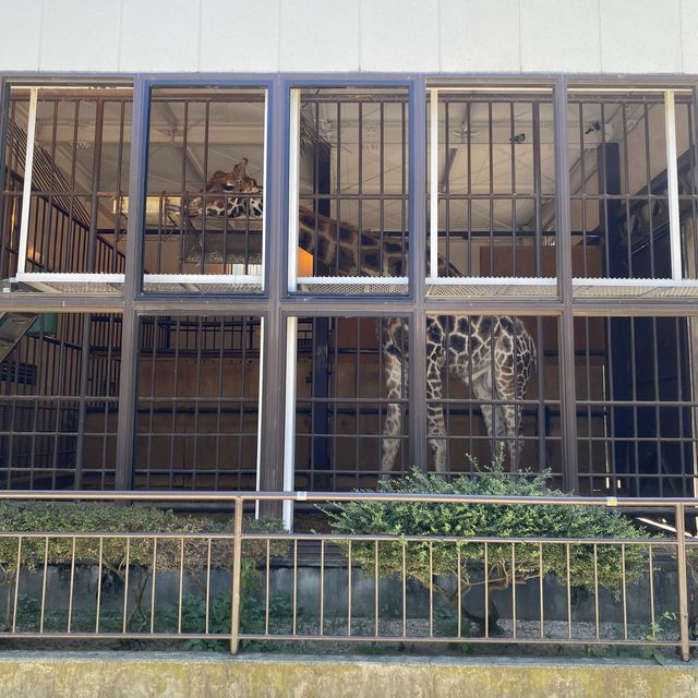 姫路の歴史ある動物園は絶対行くべき癒され空間！入園料210円姫路市立動物園【動物編】