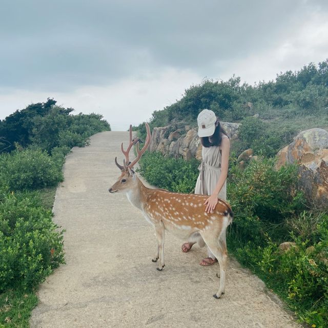 😎原來台灣也有這麼一個酷地方｜北竿·大坵餵鹿鹿🦌