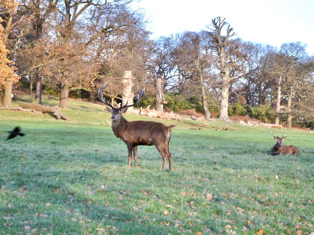 The famous deer park in London