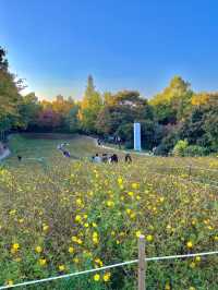 가을 코스모스 구경은 올림픽공원에서🌼