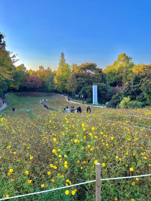 가을 코스모스 구경은 올림픽공원에서🌼