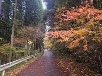 The foliage at Hananuki Gorge