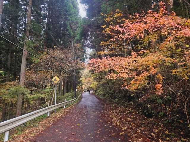 The foliage at Hananuki Gorge