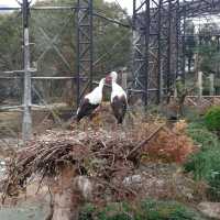 まるでサバンナ？天王寺動物園