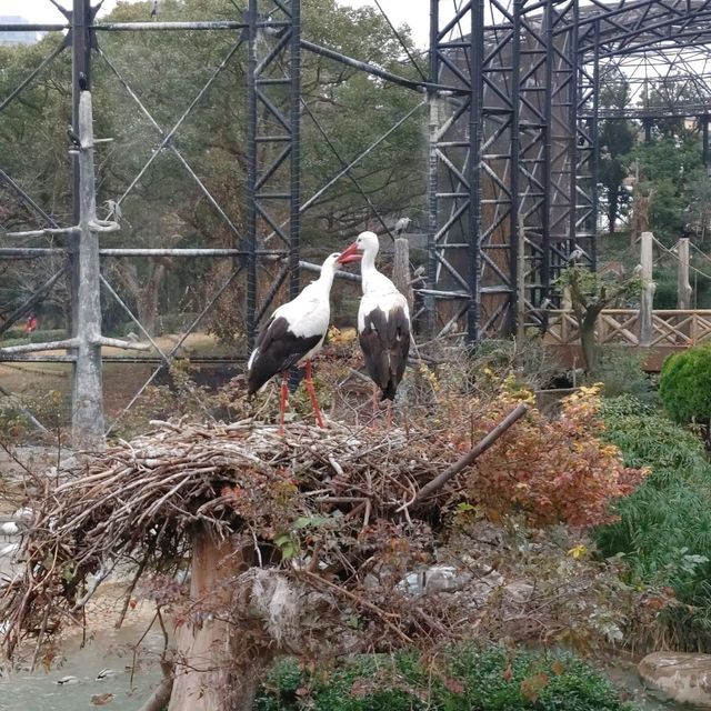 まるでサバンナ？天王寺動物園