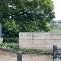 千鳥ヶ淵縁道の桜