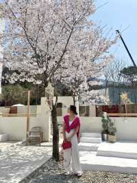  🌸경기도 하남에 있는 발리감성 벚꽃뷰 카페 🌸