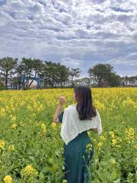 포항항에서 만난 노오란 유채꽃밭 🌼💛
