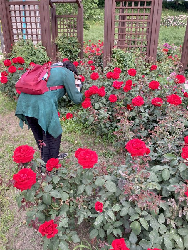 🌹장미의 계절 5월, 안양천 가족정원 장미원 나들이